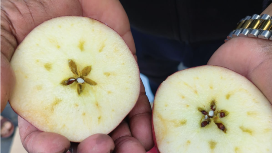 Apple Shipment from Italy Has Arrived